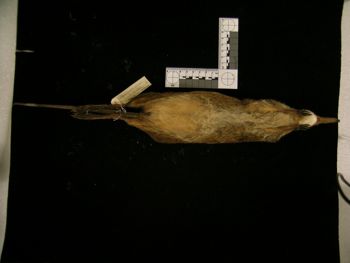 Media type: image;   Mammalogy 43733 Description: Image of skin specimen - ventral view. ventral view of study_skin.;